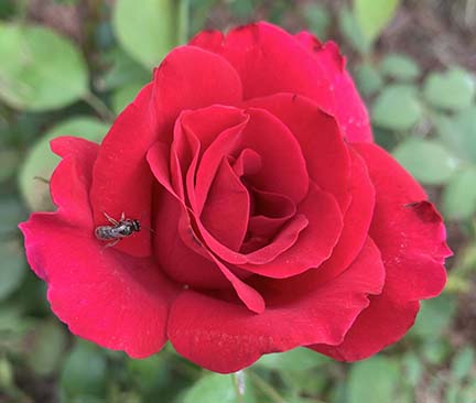 Bug on Red Rose